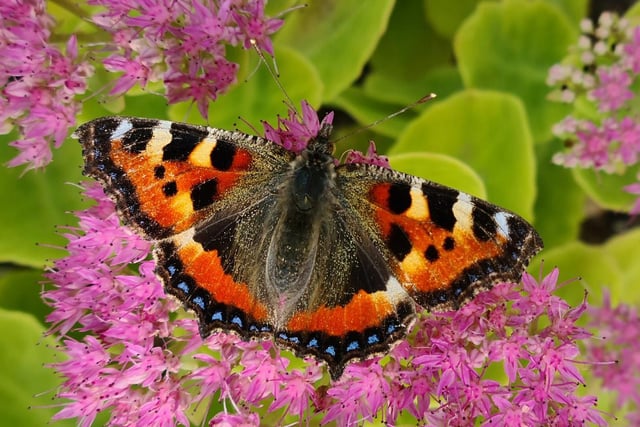 A beautiful Small Tortoiseshell butterfly taking a rest amongst the flowers.