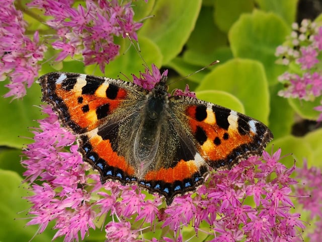 A beautiful Small Tortoiseshell butterfly taking a rest amongst the flowers.