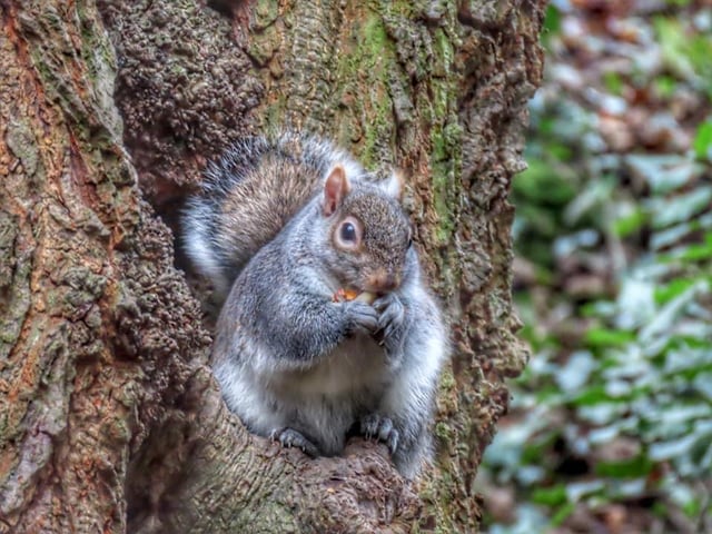 This furry fella took a seat whilst having a nibble.