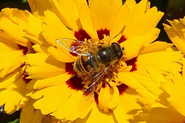 A bee pollinating a vibrant yellow flower