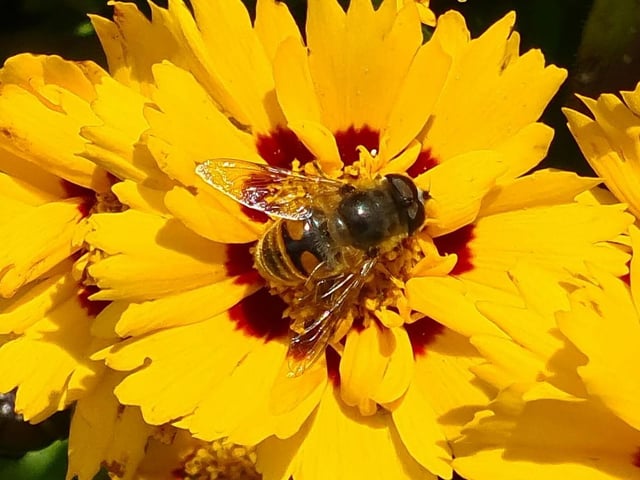 A bee pollinating a vibrant yellow flower