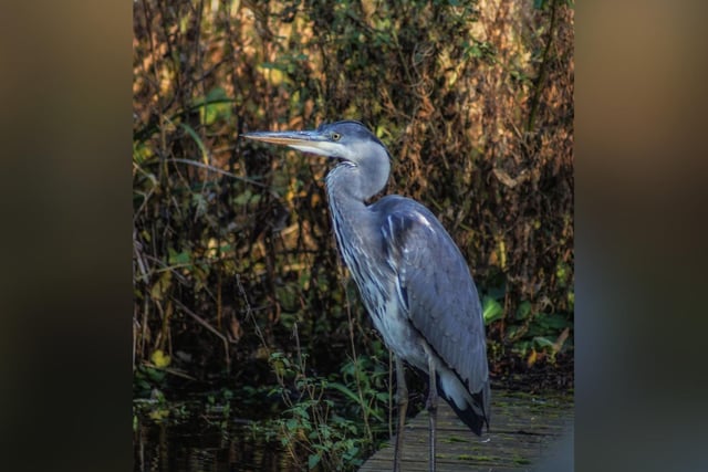 Hannah Mead captured this wonderful heron at The Mere.