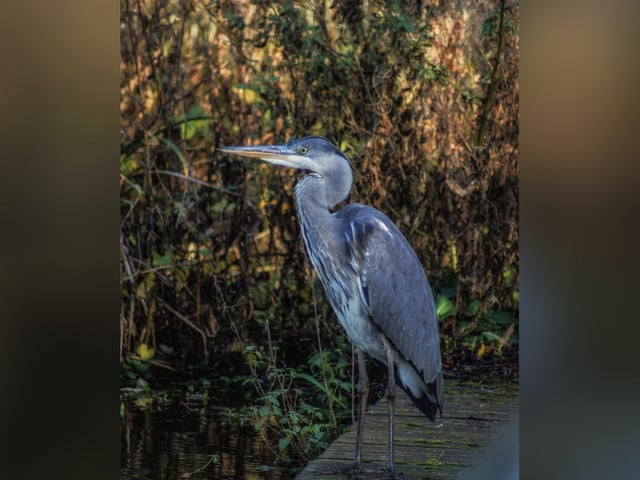 Hannah Mead captured this wonderful heron at The Mere.
