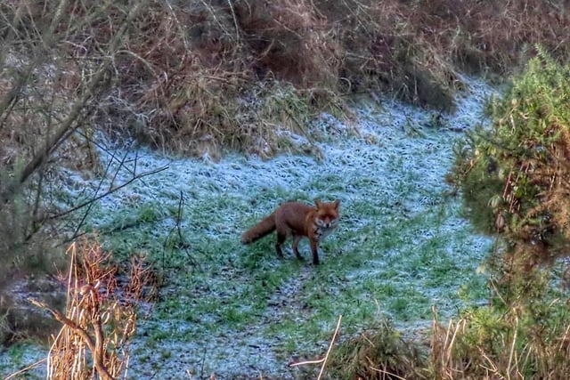 Rose Habberley captured a fox on a frosty morning in Burniston.