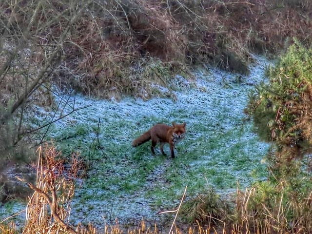 Rose Habberley captured a fox on a frosty morning in Burniston.