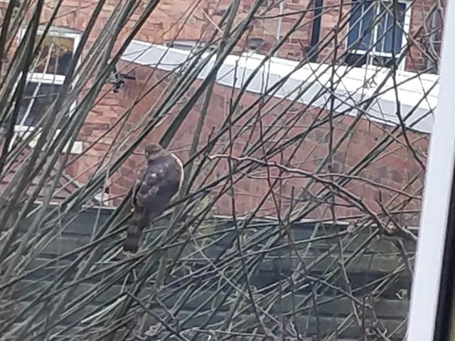 Sharon Green captured a sparrowhawk in the garden.