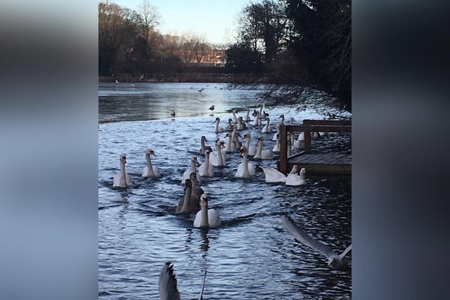 Dawn Stead captured this herd of swans.