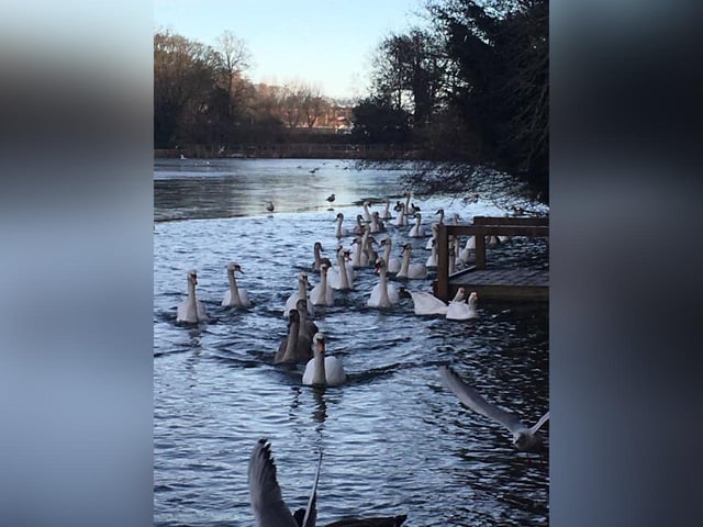 Dawn Stead captured this herd of swans.