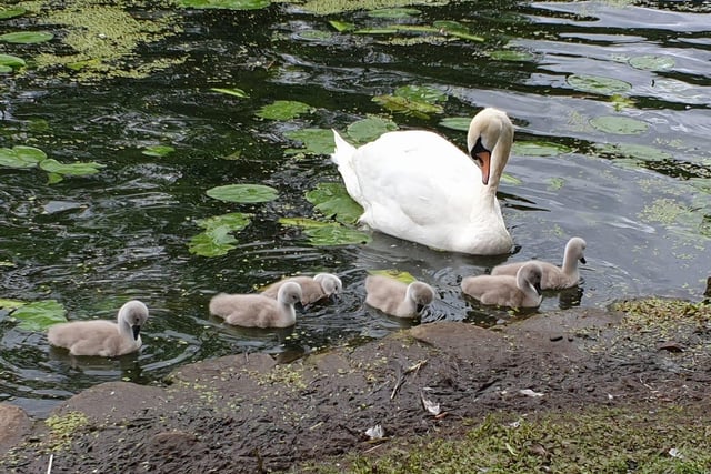 A swan and its cygnets