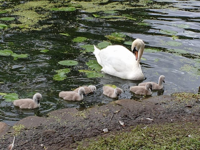 A swan and its cygnets