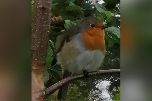 Linda Evers says this robin she snapped is her new best friend!