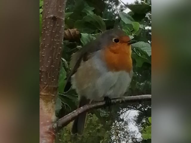 Linda Evers says this robin she snapped is her new best friend!