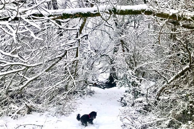Coco the pup enjoys a fun-filled walk in the crisp snow in Harrogate.
