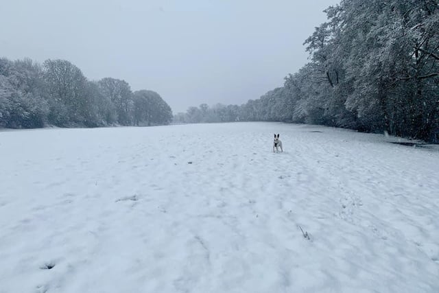 Reader Paul Barker shared this shot from his snowy dog walk in Birstwith.