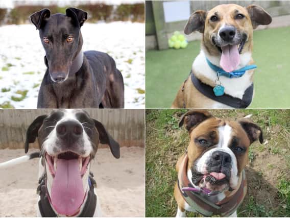 Dogs Trust in Leeds has dogs up for adoption this February (photo: Dogs Trust Leeds)