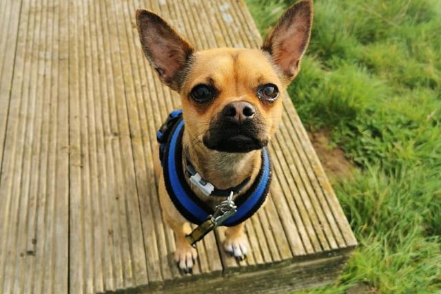 Theo is a tiny chap with a huge personality! He has previously been rehomed and then returned because of his behaviour, so he is looking for patient owners who are prepared to do some training and help Theo learn that unfamiliar people and dogs are not so scary. A huge bonus is that Theo loves to learn new things, he loves food, and he absolutely loves playing with his toys. Theo is fearful of unknown people and he barks at both people and dogs when on walks, so in order for his training to be successful, his new owners must have access to quieter walks where we can start to teach him something new. He does travel short distances, so he could travel to quieter walks if needed. Theo has a history of being worried by visitors, especially children, so he must live in a quiet, adult only household with few comings and goings (and certainly no small visitors).