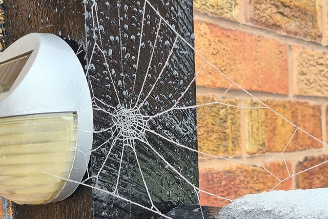Sally Holmes shared this stunning snap of a frosty cobweb outside her door