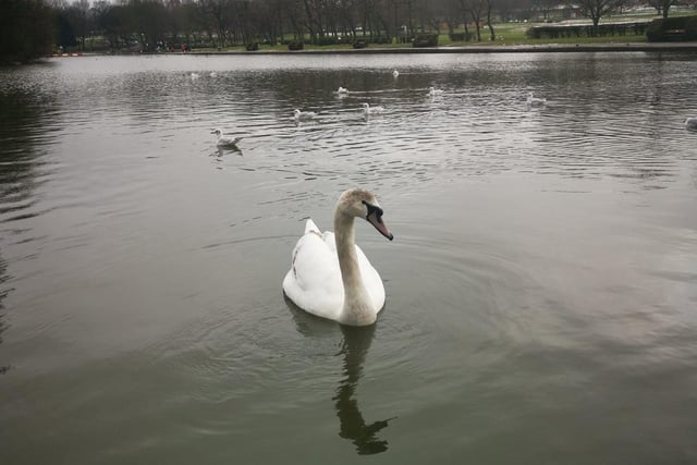 The swans at Pontefract Park looked dramatic in this photo from Sammy Coldwell.