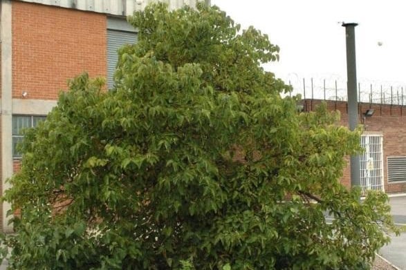 The 19th century mulberry bush at HMP Wakefield is thought to have inspired the nursery rhyme 'Here We Go Round The Mulberry Bush'. Women prisoners used to dance around the tree with their children, and invented the rhyme to keep the children amused.