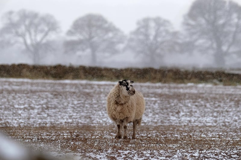 A lone sheep looks for shelter on the hills