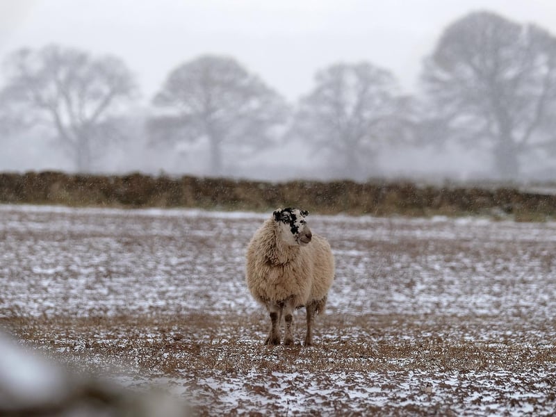 A lone sheep looks for shelter on the hills