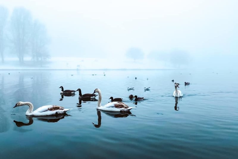 Dale Heppinstall shared this stunning, if moody, shot of a family of birds at Hemsworth Water Park.