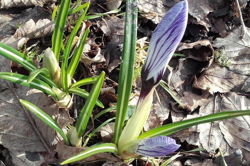 One of the first crocusses to come into bud on the Stray near to Trinity
Church, Harrogate. Picture by Keith Preece.