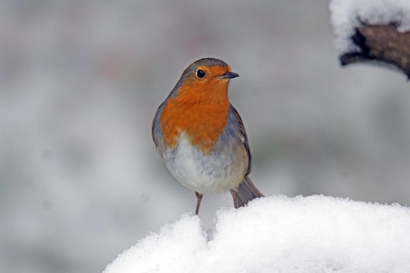 Jonathan Marshall took this picture of a Robin visiting his garden in Bardsey during the recent snow.