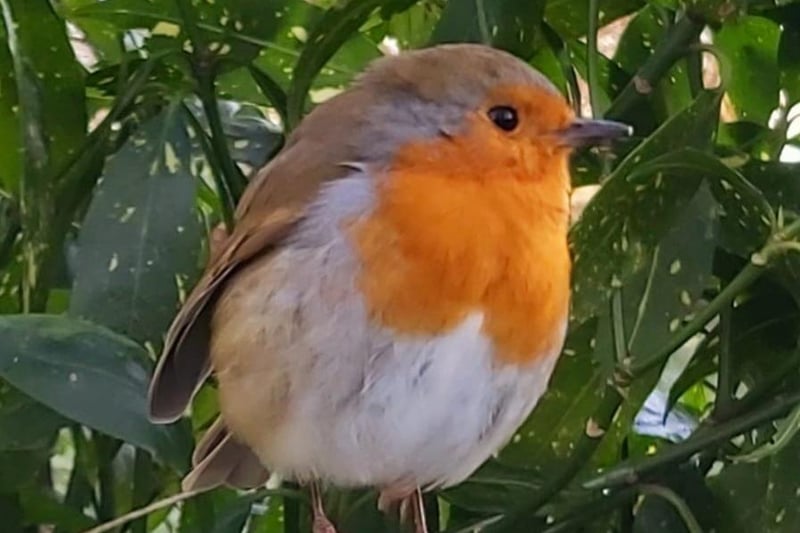 Sarah Raynor got up close and personal with a robin to take this photo.