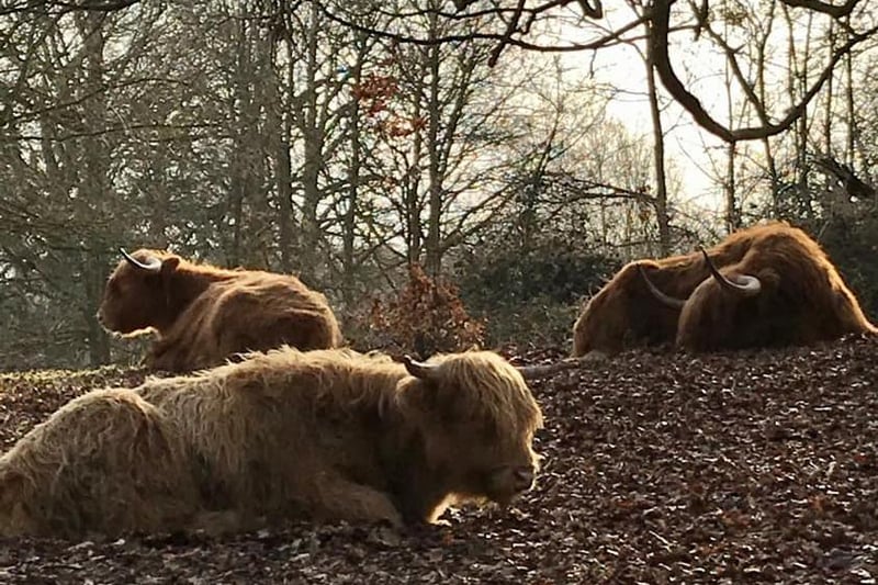 During a wander around the Yorkshire Sculpture Park, Jen Royston stumbled on the highland cows' resting spot.