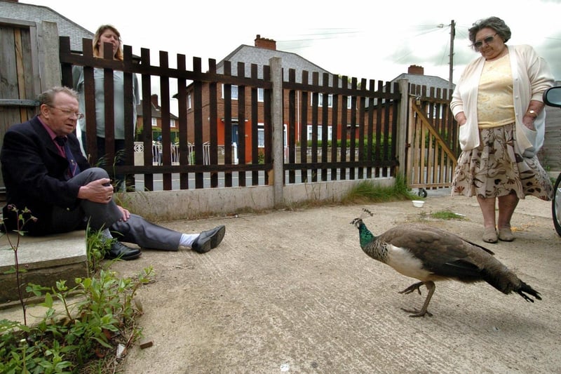 May 2005 and pictured are Wally and Sylvia Holdsworth with a peacock which  landed at their Harehills home.