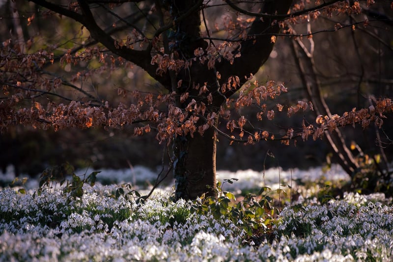 “The snowdrops this year are nothing short of spectacular and we are so sorry people can’t be here to see them,” said Hall general manager Peter Anthony.