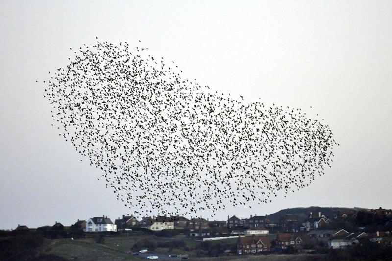 One of the most magical sights in Scarborough during winter is the murmuration of thousands of starlings which swirl above the south bay for an hour at dusk, before roosting.