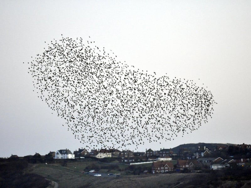 One of the most magical sights in Scarborough during winter is the murmuration of thousands of starlings which swirl above the south bay for an hour at dusk, before roosting.