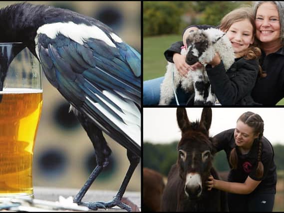 These are 10 of the cutest and quirkiest animals in Wakefield and the Five Towns - including a magpie, a skunk and a drunk ferret