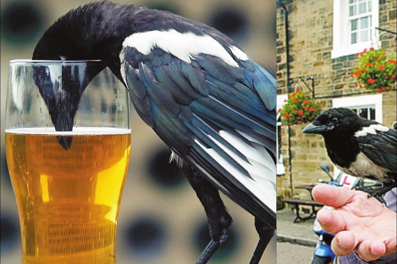 In October 2004, staff and customers at the Kings Arms pub at Heath Common were treated to a string of visits from a new regular - Thatcher the magpie. The cheeky bird enjoyed sitting on customers' arms and sipping their drinks, but often got a bit carried away, and was reported to have pinched locals' keys and chase visiting children. He was eventually banished from the pub, but remains something of a local legend.