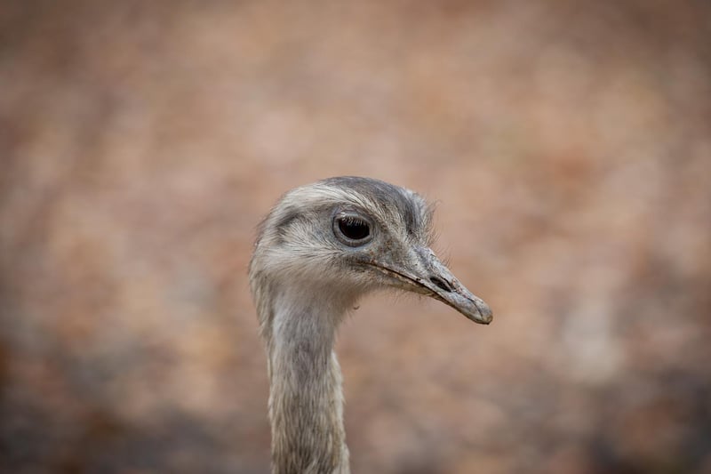 And in July 2016, police were called to round up an unusual bird after it was spotted walking through gardens in Wakefield. Officers were initially sceptical about reports of an Ostrich in Thornes, but it was quickly confirmed that the bird was a Rhea, a bird native to South America and related to both the Ostrich and Emu family. Stock image.