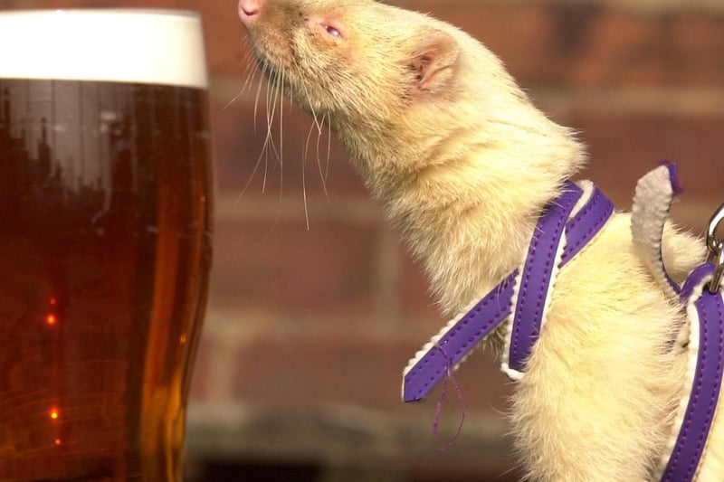 Tetley, the drunken albino ferret, was rescued from the recycled bottle barrel in a Castleford pub cellar in a drunken state in March 2003. He was taken into the care of the RSPCA in Leeds - but not before stopping for another sip of his favourite drink.
