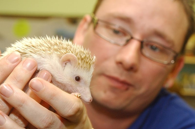In May 2007, a pet shop in Wakefield showed off a very unusual find - a dwarf albino hedgehog. Officially known as African pygmy hedgehogs, the animals are native to the savanna and grassy areas of West, central and East Africa, and require specialist, costly care.