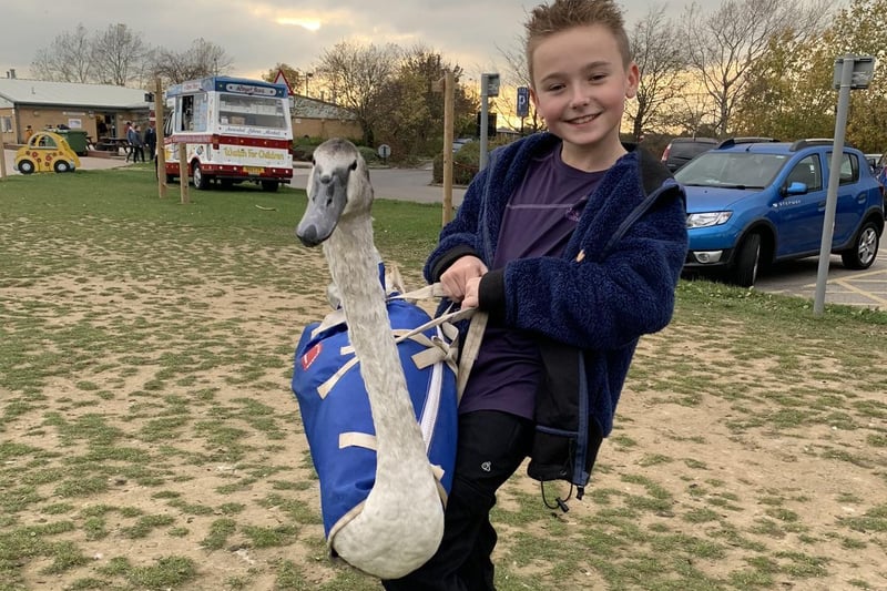Schoolboy Mckenzie, 11, and his mum Samantha rescued cygnet Stitch at Walton Colliery Nature Park after he was abandoned by his parents when he was just three weeks old. After a four hour operation, the duo were able to coax the young swan to safety. After several months of care at a swan rescue, Mckenzie was invited to help release Stitch into the wild at Pugneys.
