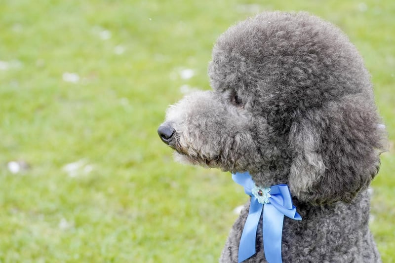 Maxwell the standard poodle may just be the best-groomed dog in town. As the companion of a dog groomer, Maxwell is always in good shape, but was treated to some extra pampering when he appeared on Sheridan Smith's Pooch Perfect on BBC. Did you spot his appearance?