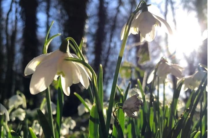 Louise Fairclough shared her photo of these beautiful snowdrops at Newmillerdam.