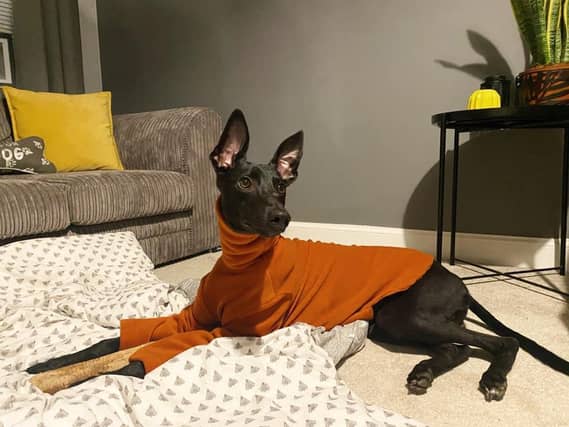 Emily Alexandra sent in this photo of her dog, Miles.