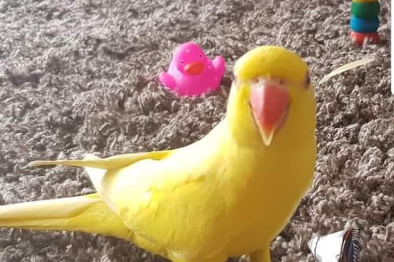 Natalie Ann Mallinson sent in this photo of her parrot, Ziggy, who is 13 months old.