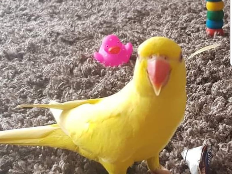 Natalie Ann Mallinson sent in this photo of her parrot, Ziggy, who is 13 months old.