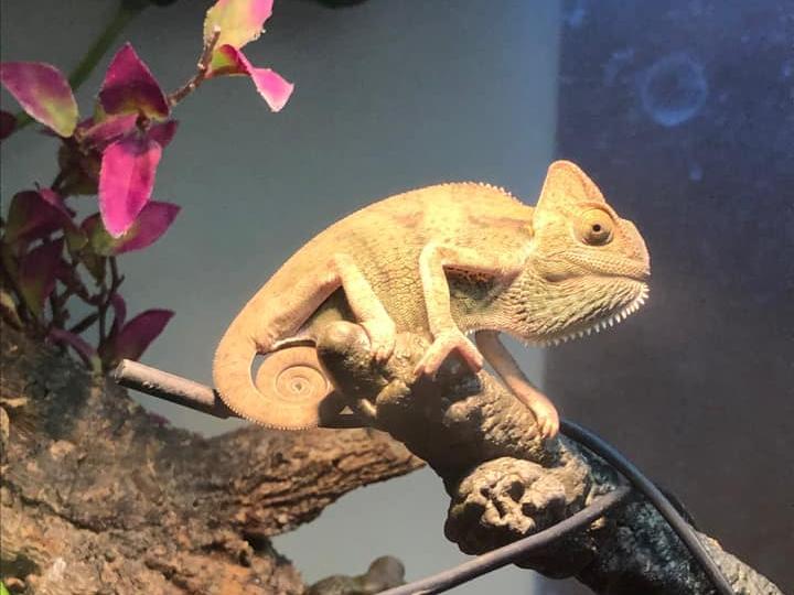 Kadie Walker-White sent us this photo of Rango.