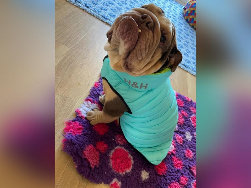 Verity Carnie sent us this photo of her foster dog Ralph.