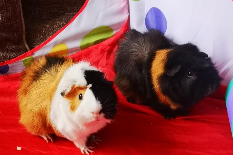 Claire Mussell sent in this photo of her pet hamsters Chip and Dale.