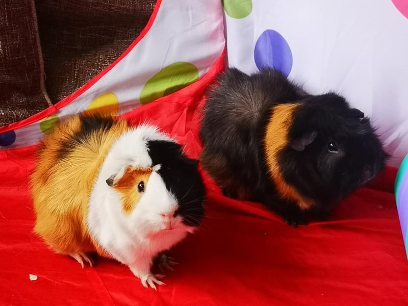 Claire Mussell sent in this photo of her pet hamsters Chip and Dale.