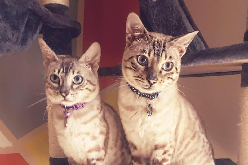 Richard Langenfelds sent in this photo of this two Bengal cats, Lulu and Alf.
